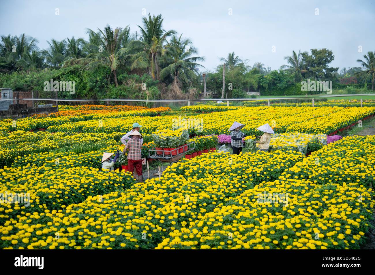 20 gennaio 2025: Una vista panoramica del villaggio di fiori Thanh Tri, provincia di Tien Giang, Vietnam, durante la stagione di picco della fioritura in preparazione del Foto Stock