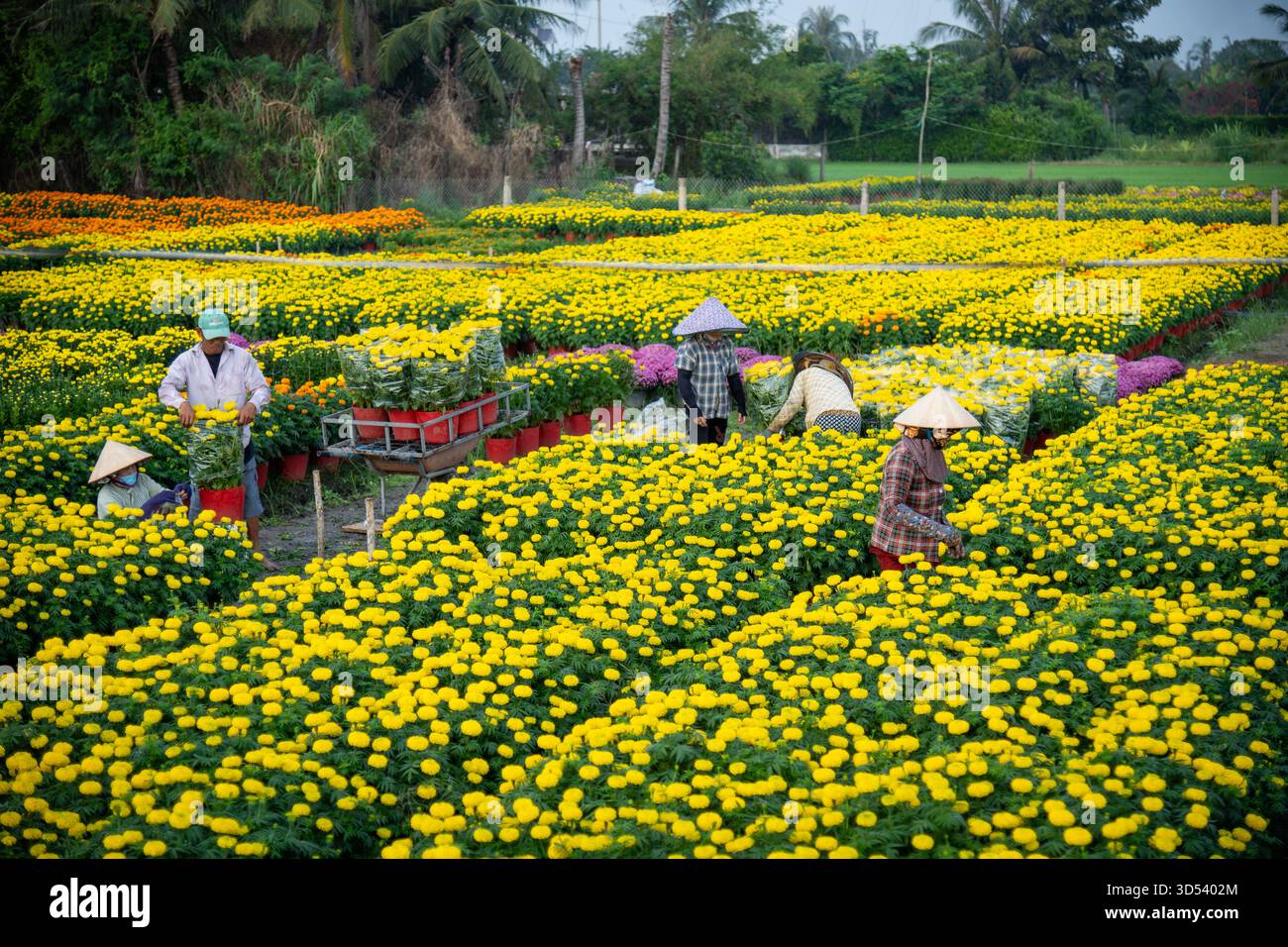 20 gennaio 2025: Una vista panoramica del villaggio di fiori Thanh Tri, provincia di Tien Giang, Vietnam, durante la stagione di picco della fioritura in preparazione del Foto Stock