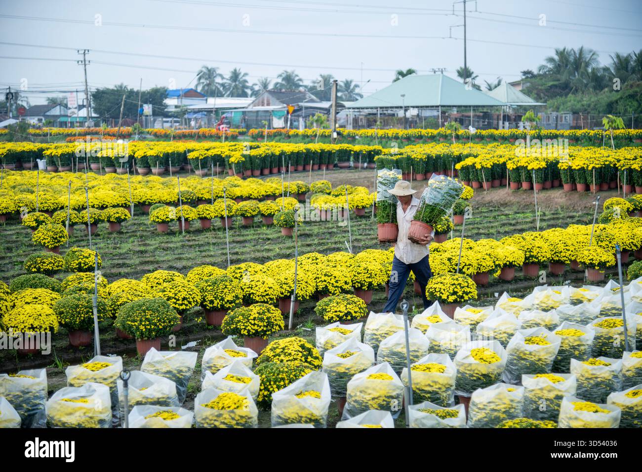 20 gennaio 2025: Una vista panoramica del villaggio di fiori Thanh Tri, provincia di Tien Giang, Vietnam, durante la stagione di picco della fioritura in preparazione del Foto Stock