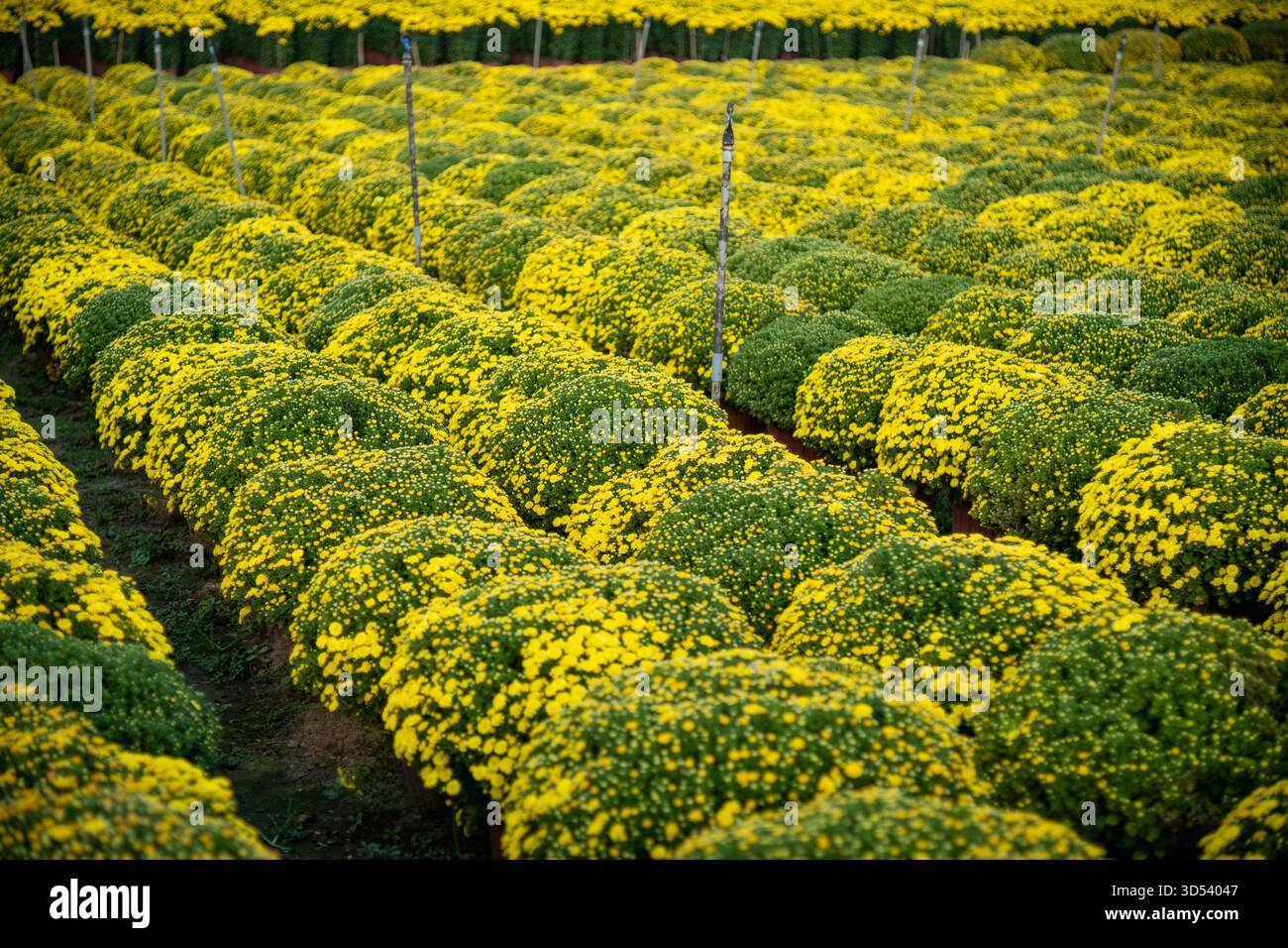 20 gennaio 2025: Una vista panoramica del villaggio di fiori Thanh Tri, provincia di Tien Giang, Vietnam, durante la stagione di picco della fioritura in preparazione del Foto Stock