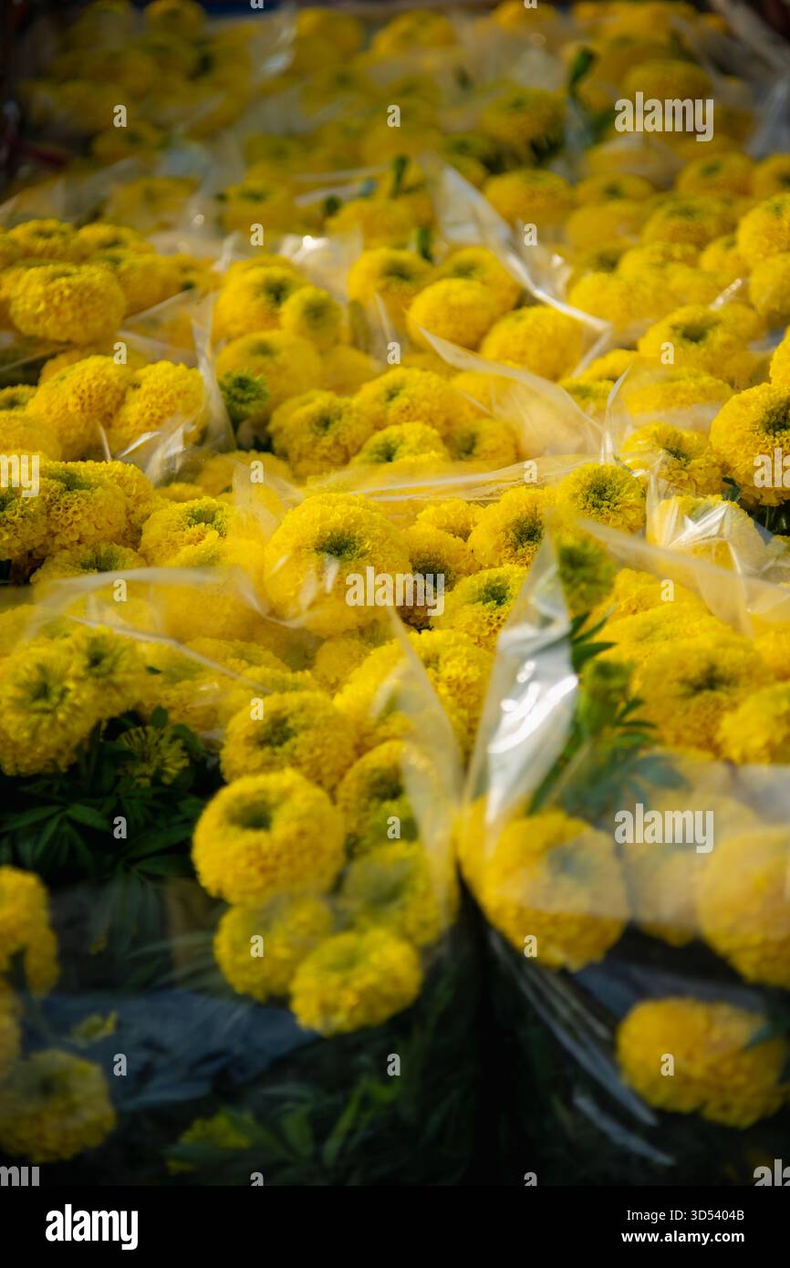 20 gennaio 2025: Una vista panoramica del villaggio di fiori Thanh Tri, provincia di Tien Giang, Vietnam, durante la stagione di picco della fioritura in preparazione del Foto Stock