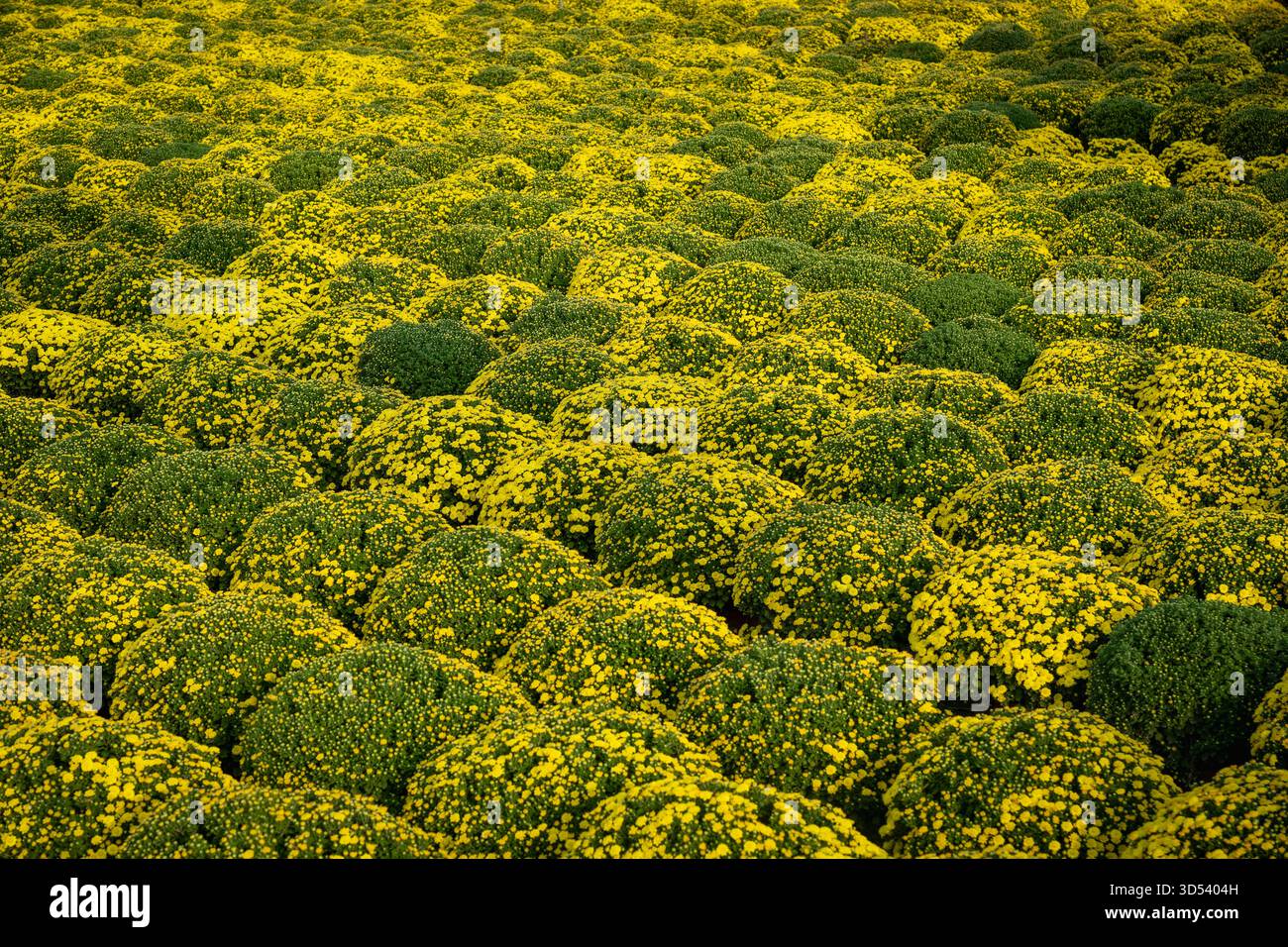 20 gennaio 2025: Una vista panoramica del villaggio di fiori Thanh Tri, provincia di Tien Giang, Vietnam, durante la stagione di picco della fioritura in preparazione del Foto Stock