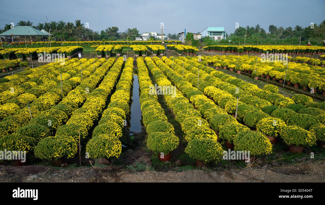 20 gennaio 2025: Una vista panoramica del villaggio di fiori Thanh Tri, provincia di Tien Giang, Vietnam, durante la stagione di picco della fioritura in preparazione del Foto Stock