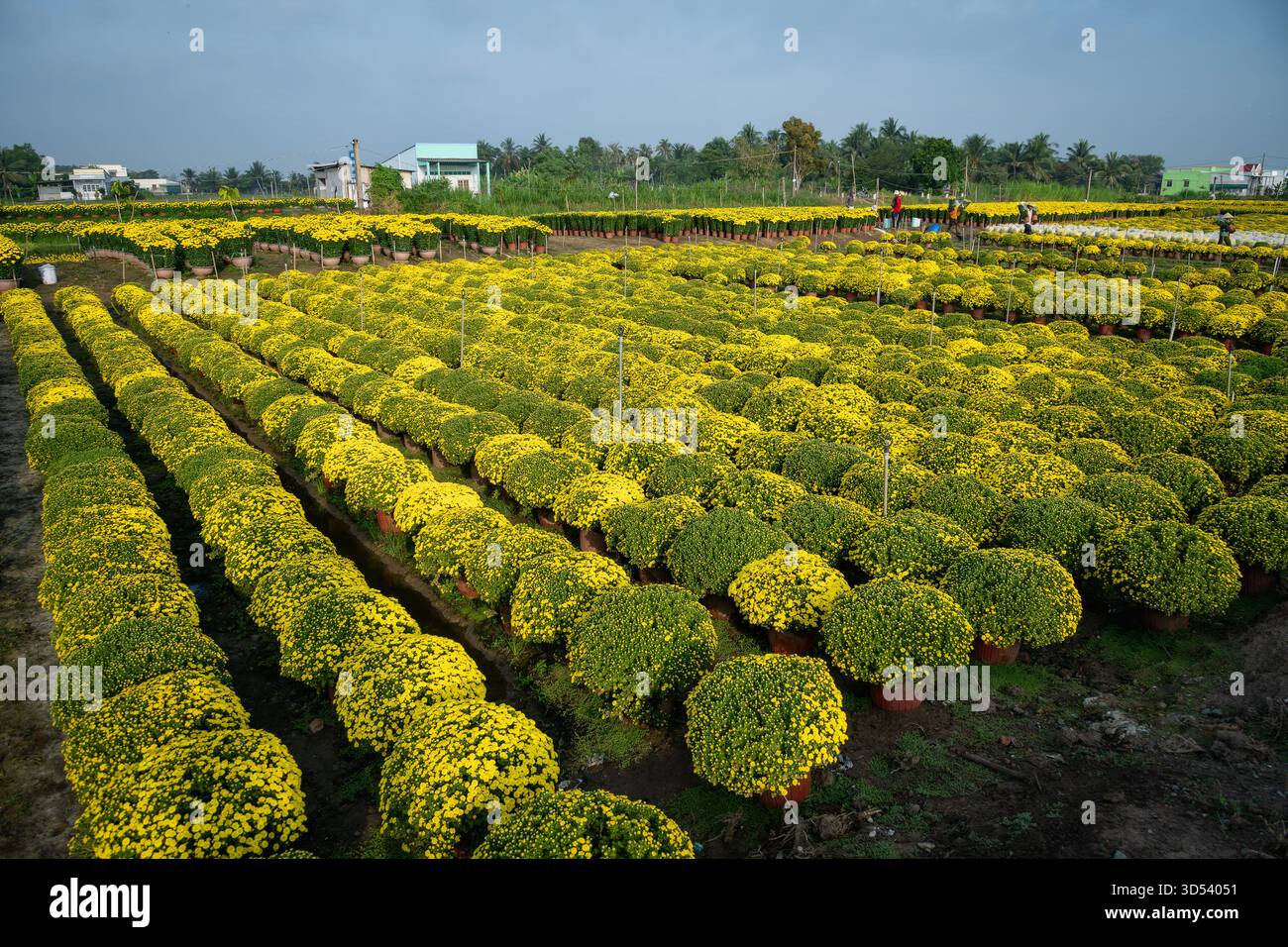20 gennaio 2025: Una vista panoramica del villaggio di fiori Thanh Tri, provincia di Tien Giang, Vietnam, durante la stagione di picco della fioritura in preparazione del Foto Stock