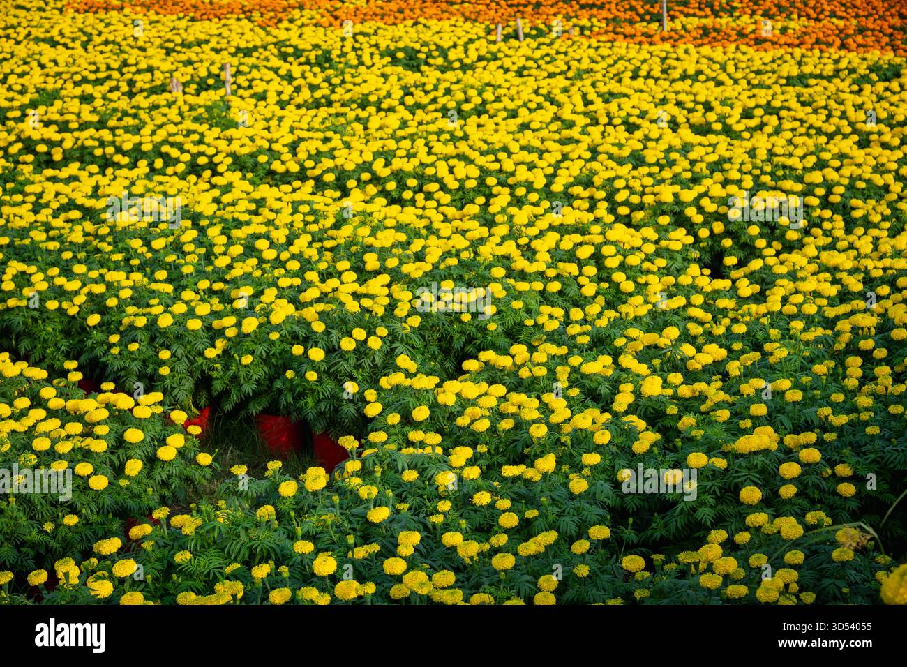 20 gennaio 2025: Una vista panoramica del villaggio di fiori Thanh Tri, provincia di Tien Giang, Vietnam, durante la stagione di picco della fioritura in preparazione del Foto Stock
