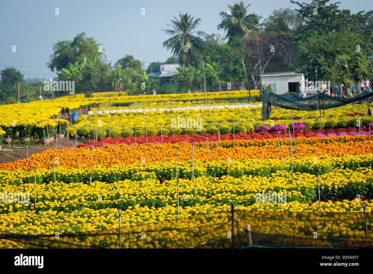 20 gennaio 2025: Una vista panoramica del villaggio di fiori Thanh Tri, provincia di Tien Giang, Vietnam, durante la stagione di picco della fioritura in preparazione del Foto Stock
