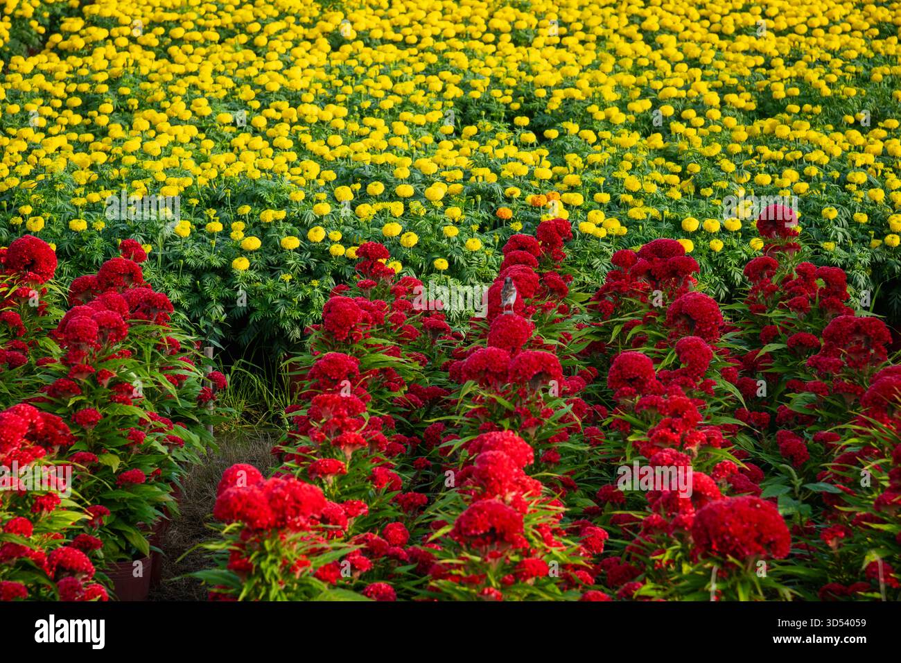 20 gennaio 2025: Una vista panoramica del villaggio di fiori Thanh Tri, provincia di Tien Giang, Vietnam, durante la stagione di picco della fioritura in preparazione del Foto Stock