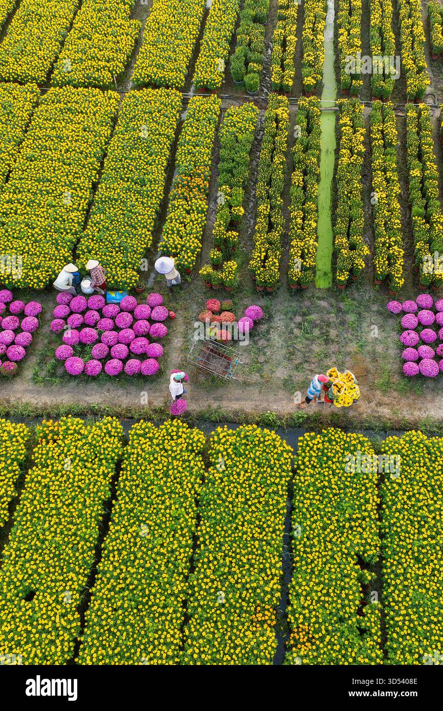 20 gennaio 2025: Una vista panoramica del villaggio di fiori Thanh Tri, provincia di Tien Giang, Vietnam, durante la stagione di picco della fioritura in preparazione del Foto Stock