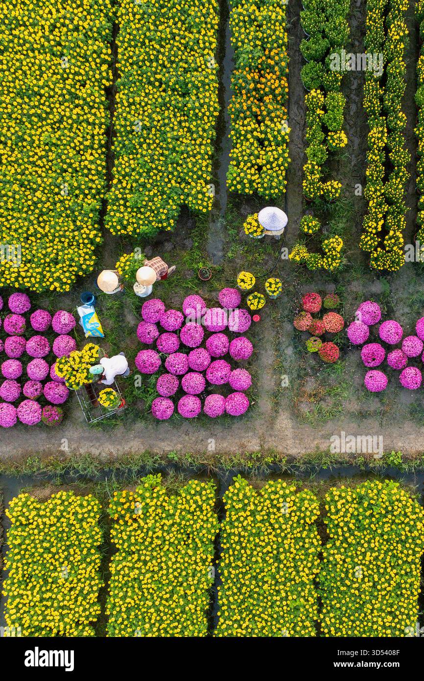 20 gennaio 2025: Una vista panoramica del villaggio di fiori Thanh Tri, provincia di Tien Giang, Vietnam, durante la stagione di picco della fioritura in preparazione del Foto Stock