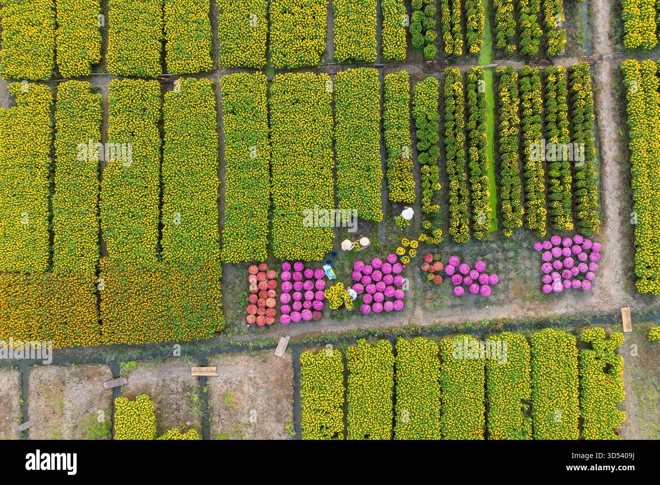 20 gennaio 2025: Una vista panoramica del villaggio di fiori Thanh Tri, provincia di Tien Giang, Vietnam, durante la stagione di picco della fioritura in preparazione del Foto Stock