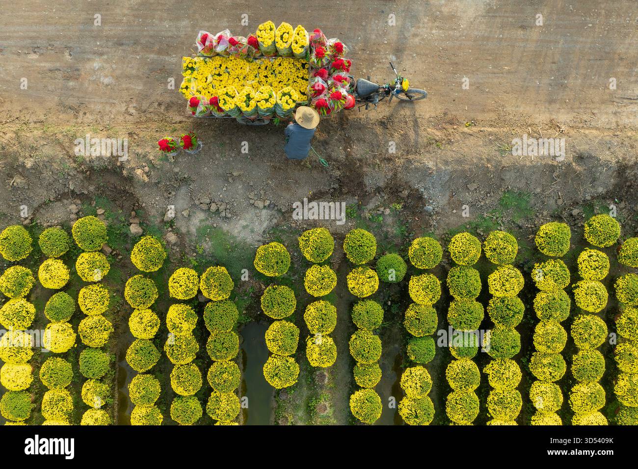 20 gennaio 2025: Una vista panoramica del villaggio di fiori Thanh Tri, provincia di Tien Giang, Vietnam, durante la stagione di picco della fioritura in preparazione del Foto Stock