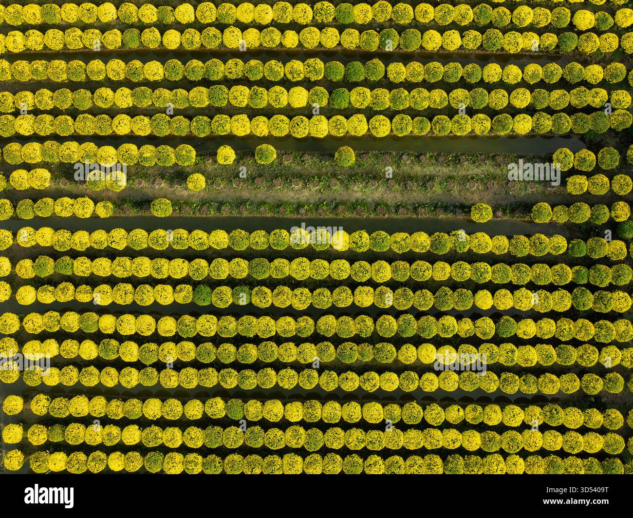 20 gennaio 2025: Una vista panoramica del villaggio di fiori Thanh Tri, provincia di Tien Giang, Vietnam, durante la stagione di picco della fioritura in preparazione del Foto Stock