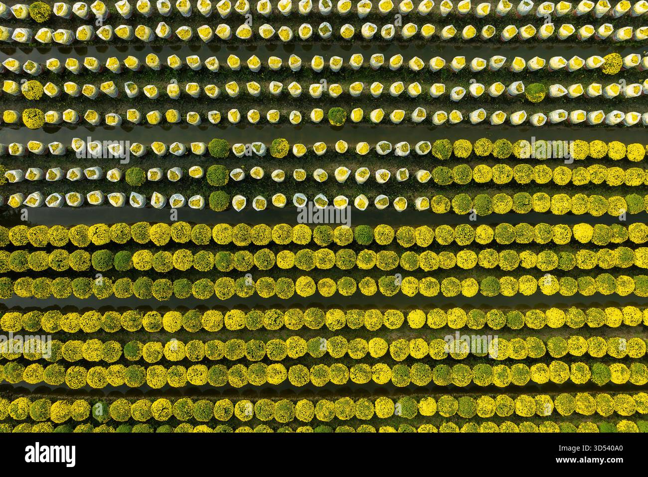 20 gennaio 2025: Una vista panoramica del villaggio di fiori Thanh Tri, provincia di Tien Giang, Vietnam, durante la stagione di picco della fioritura in preparazione del Foto Stock