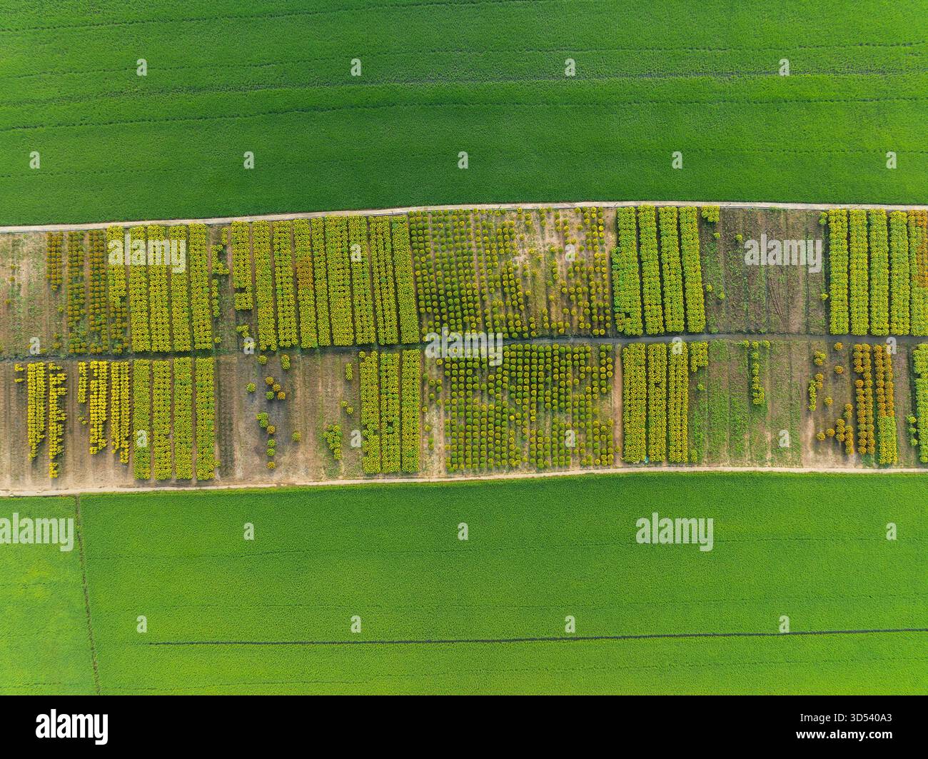 20 gennaio 2025: Una vista panoramica del villaggio di fiori Thanh Tri, provincia di Tien Giang, Vietnam, durante la stagione di picco della fioritura in preparazione del Foto Stock