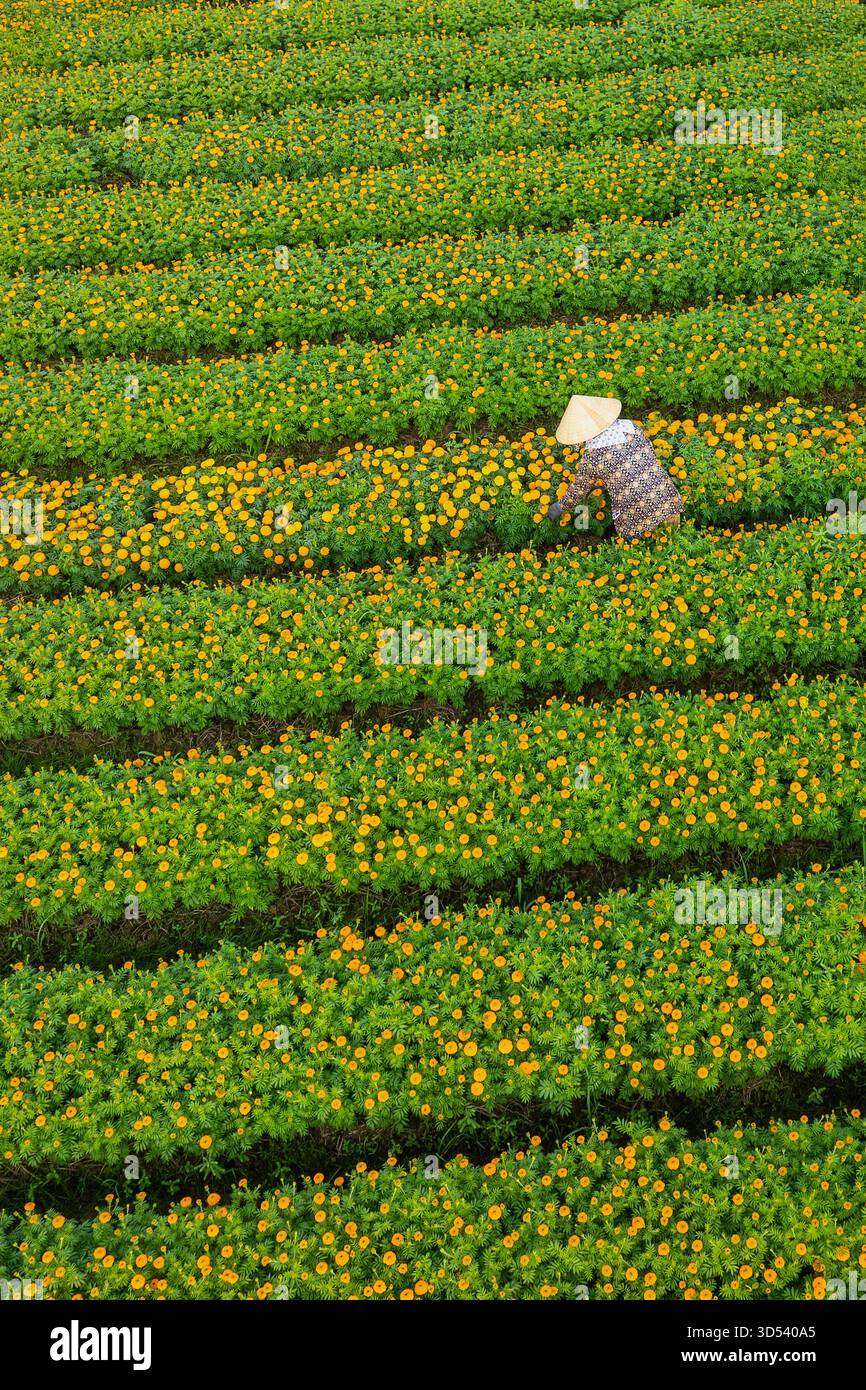 20 gennaio 2025: Una vista panoramica del villaggio di fiori Thanh Tri, provincia di Tien Giang, Vietnam, durante la stagione di picco della fioritura in preparazione del Foto Stock