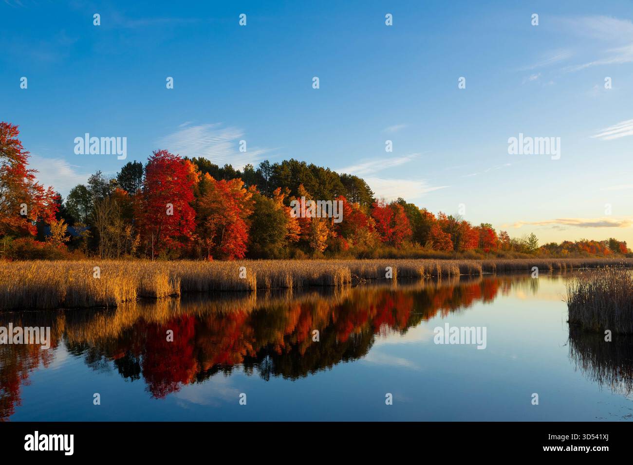Mer Bleue Bog, colori autunnali, Ottawa, Ontario Foto Stock