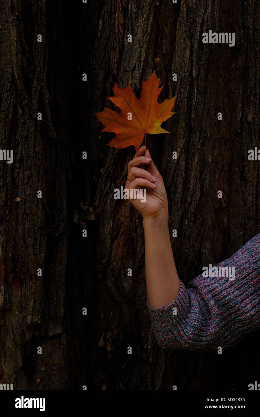 Foglia d'acero autunnale in mano sullo sfondo di corteccia scura. Un caldo ricordo arancione del cambiamento delle stagioni e del comfort della natura. Foto Stock
