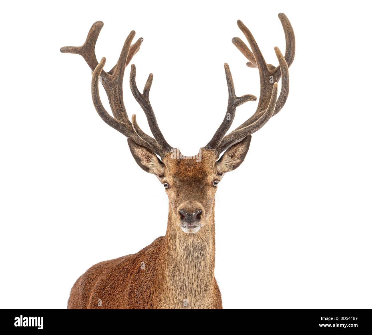 Foto in studio di un cervo rosso orgoglioso, Cervus elaphus, con grandi corna isolate su sfondo bianco Foto Stock