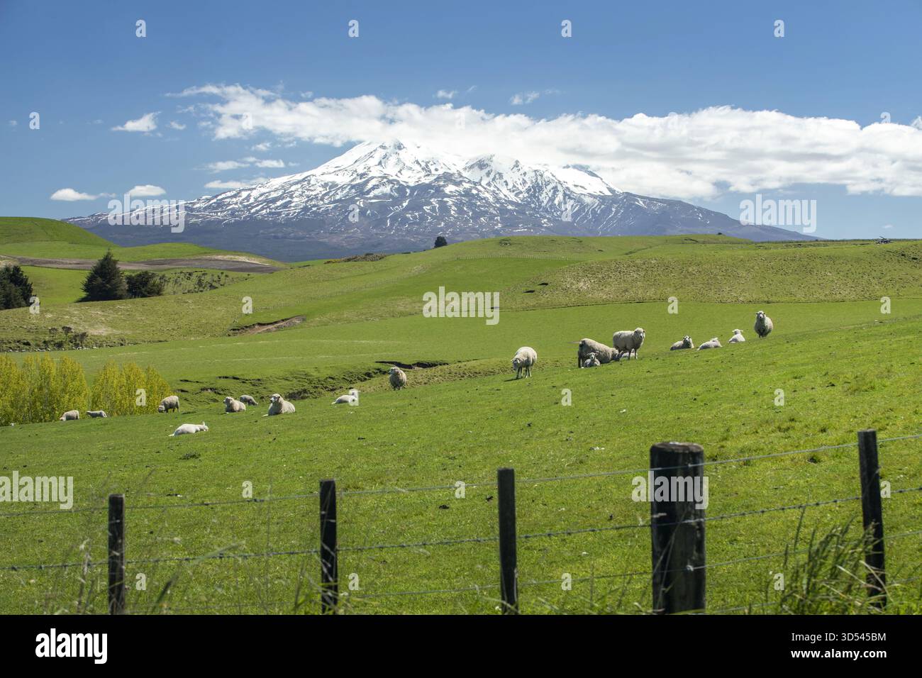Vista delle pecore che pascolano sulle vibranti colline verdi sotto una montagna innevata contro un cielo blu brillante, una pittoresca scena di tranquillità rurale, Ohaku Foto Stock