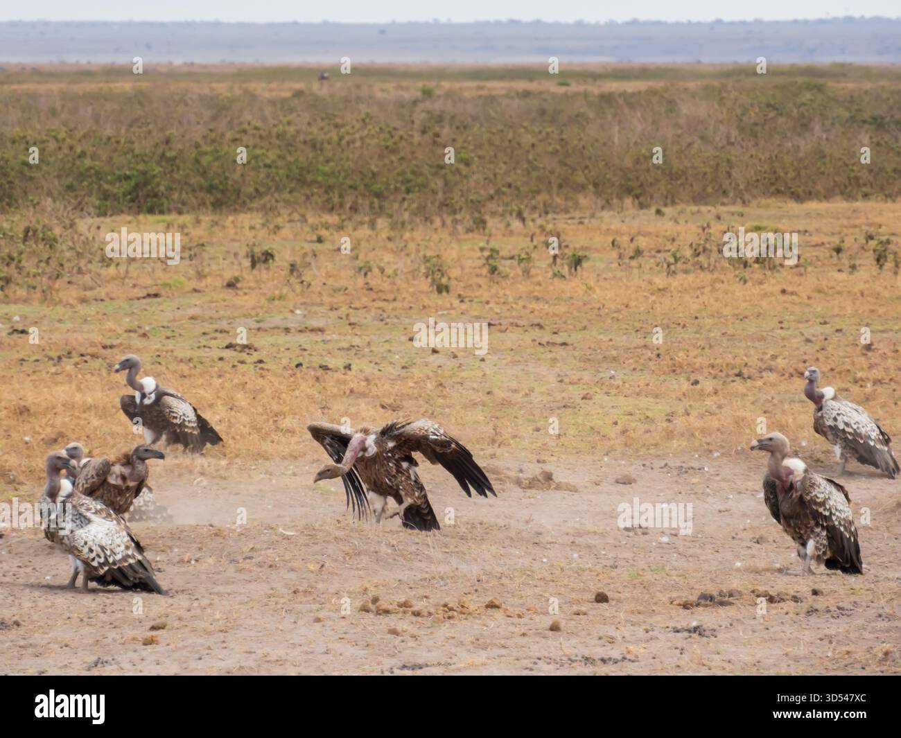 Avvoltoi che combattono per una zebra morta nel Parco Nazionale di Amboseli. Kenya, Africa. Ottobre 2022 Foto Stock