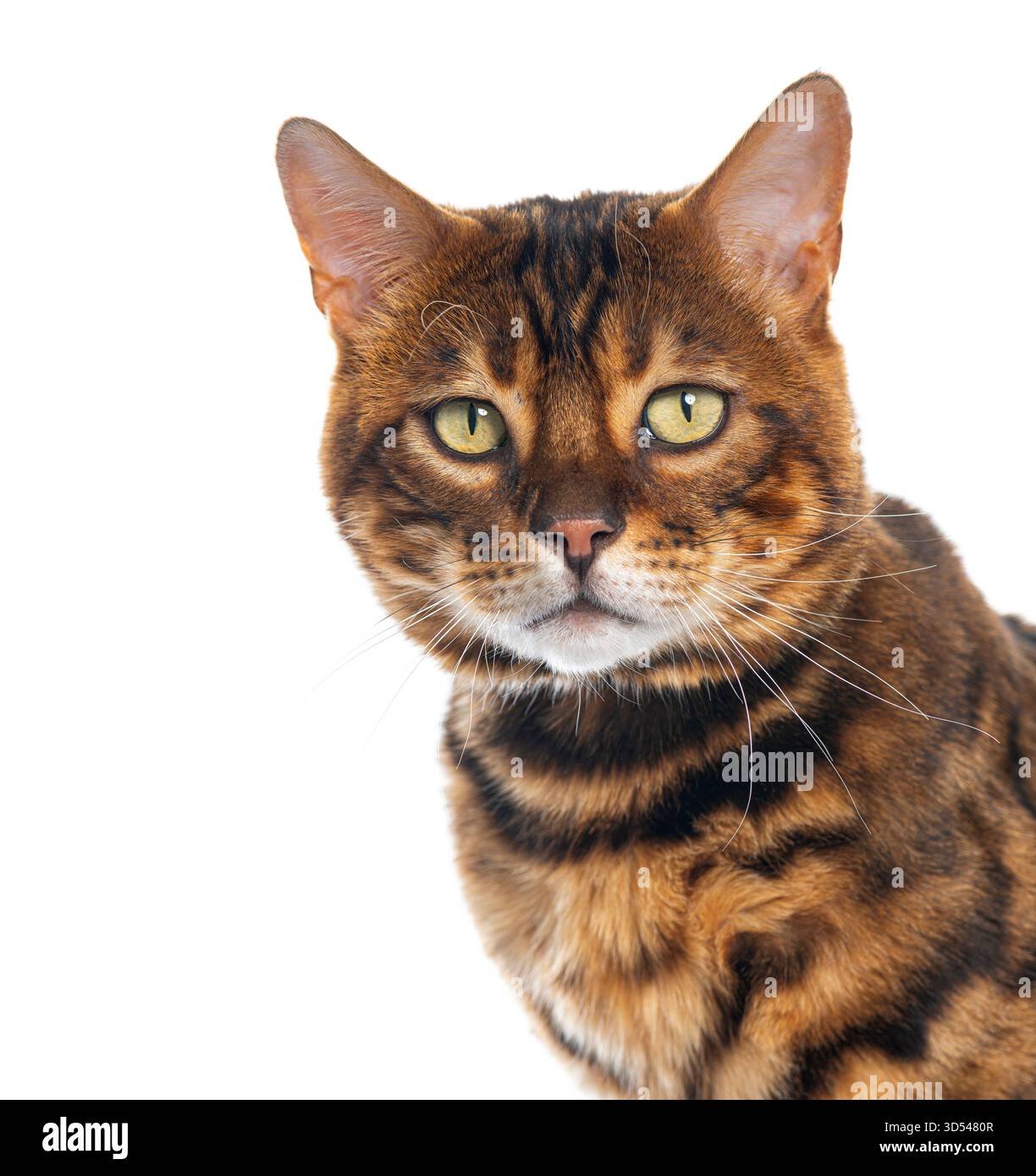 Ritratto di un gatto del bengala che guarda intensamente, isolato su uno sfondo bianco Foto Stock