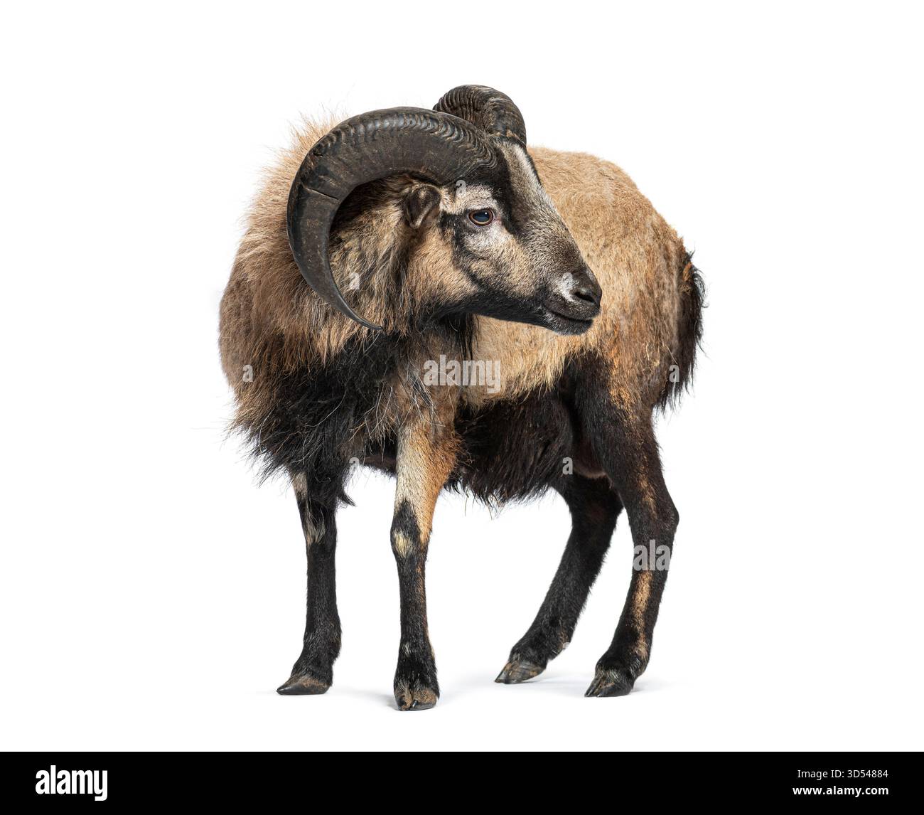 Pecore del Camerun in piedi e guardando indietro, isolate sul bianco Foto Stock