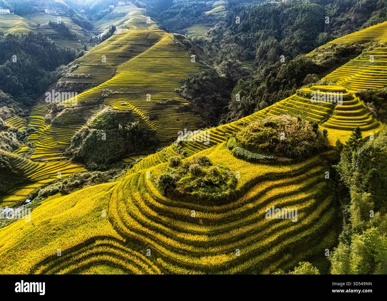 Vista aerea delle risaie a terrazze di Longsheng nella regione del Guangxi, Cina Foto Stock