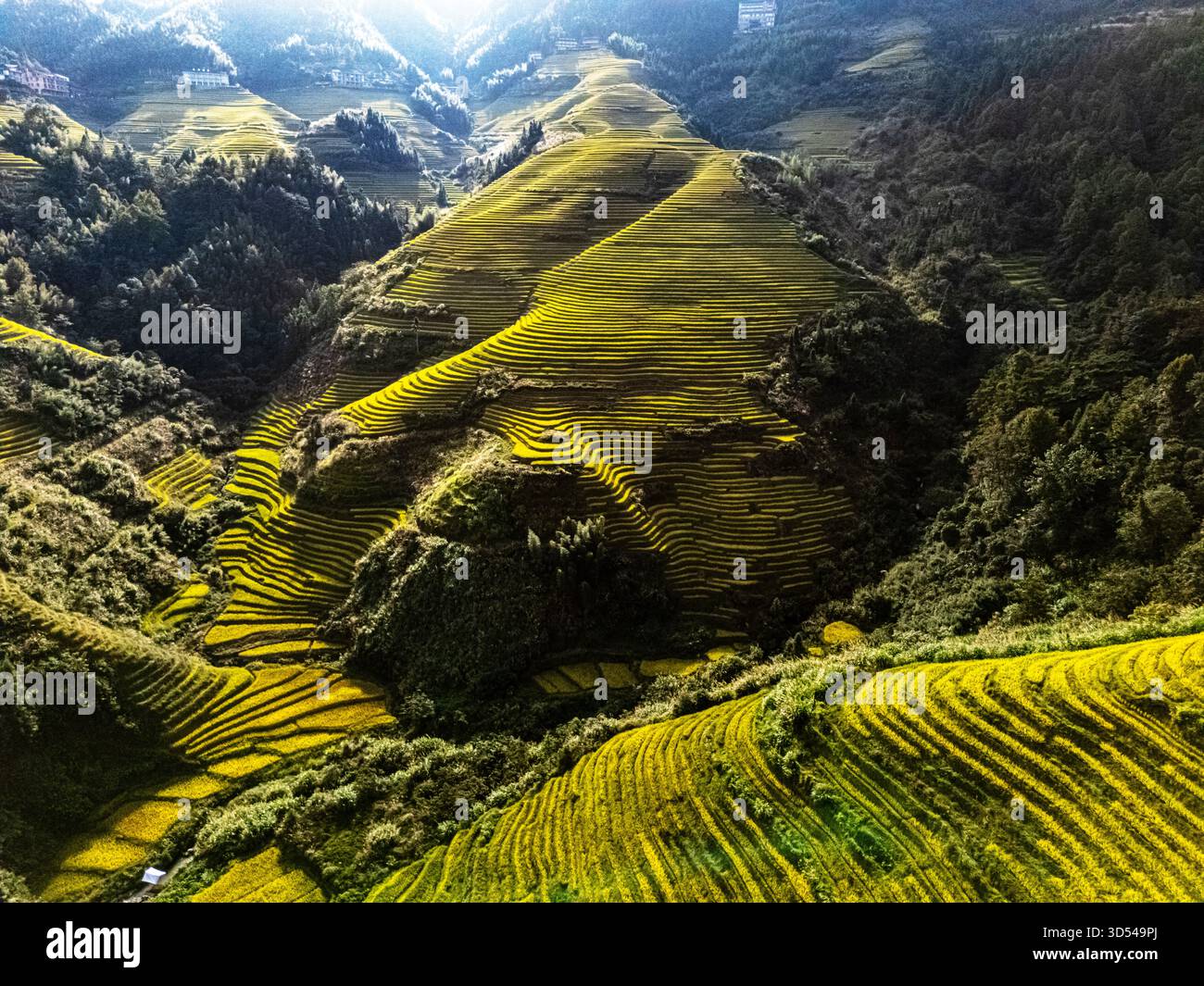 Vista aerea delle risaie a terrazze di Longsheng nella regione del Guangxi, Cina Foto Stock