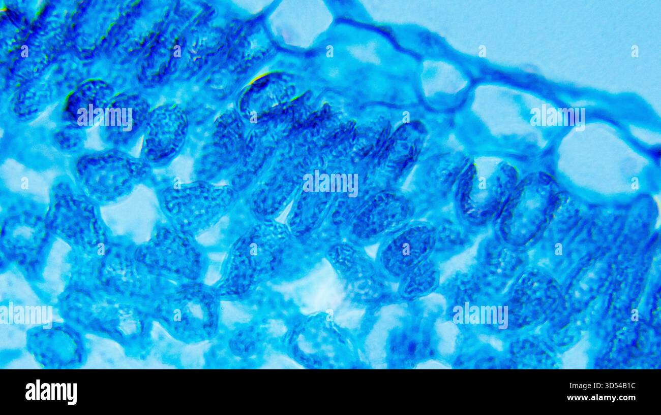 Foglia di Ipomoea sotto microscopio ottico Foto Stock