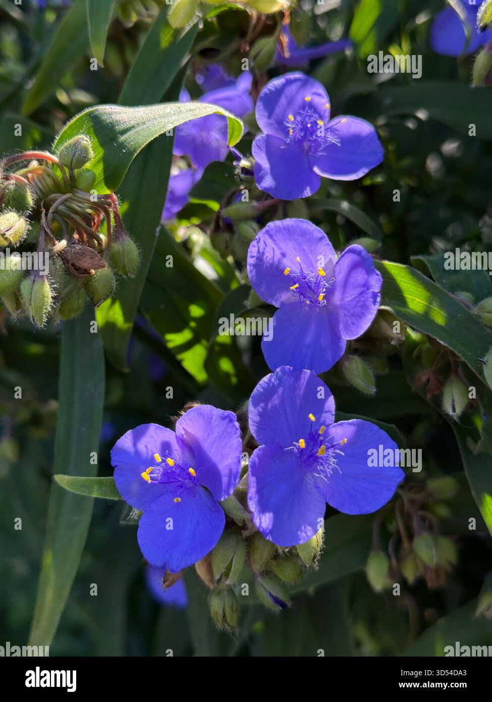 Tradescantia virginiana Virginia spiderwort spiderwort o ragno giglio viola pianta in fiore blu. Foto Stock