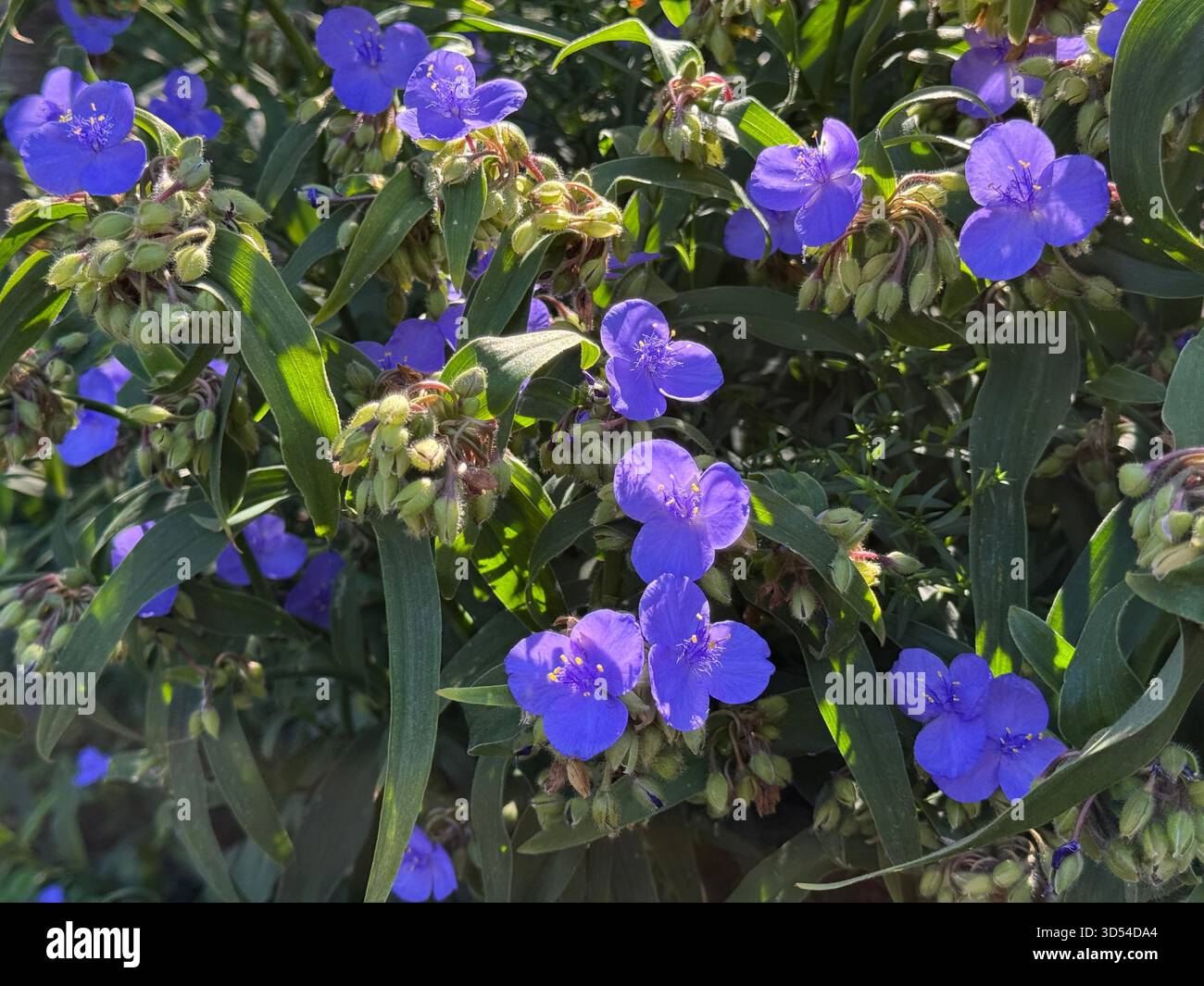 Tradescantia virginiana è la verga della Virginia. Foto Stock