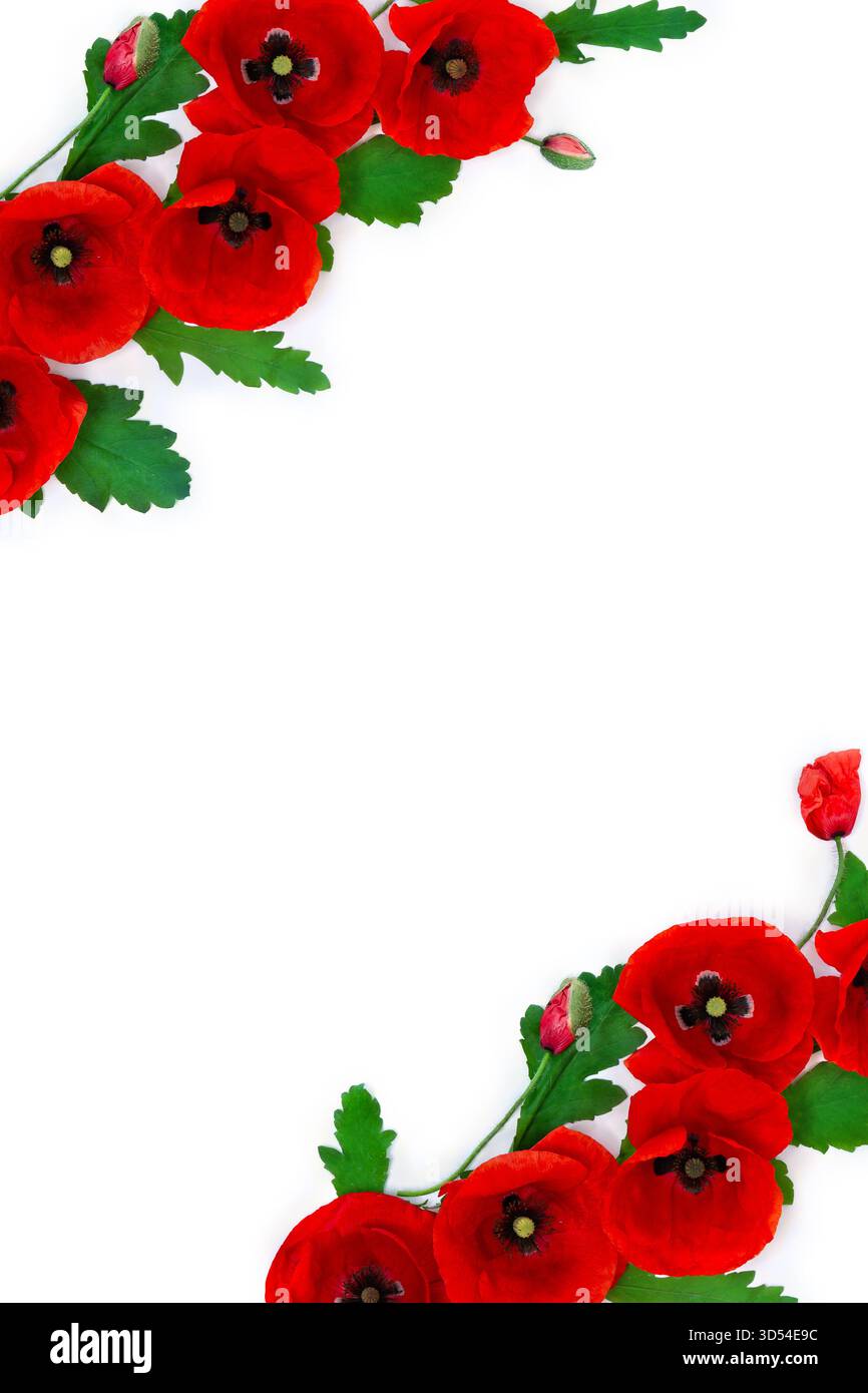 Fiori papaveri rossi, foglie verdi e gemme ( papaveri, papavero di mais, rosa di mais, papavero di campo, erbaccia rossa ) su sfondo bianco con spazio per il testo. Foto Stock
