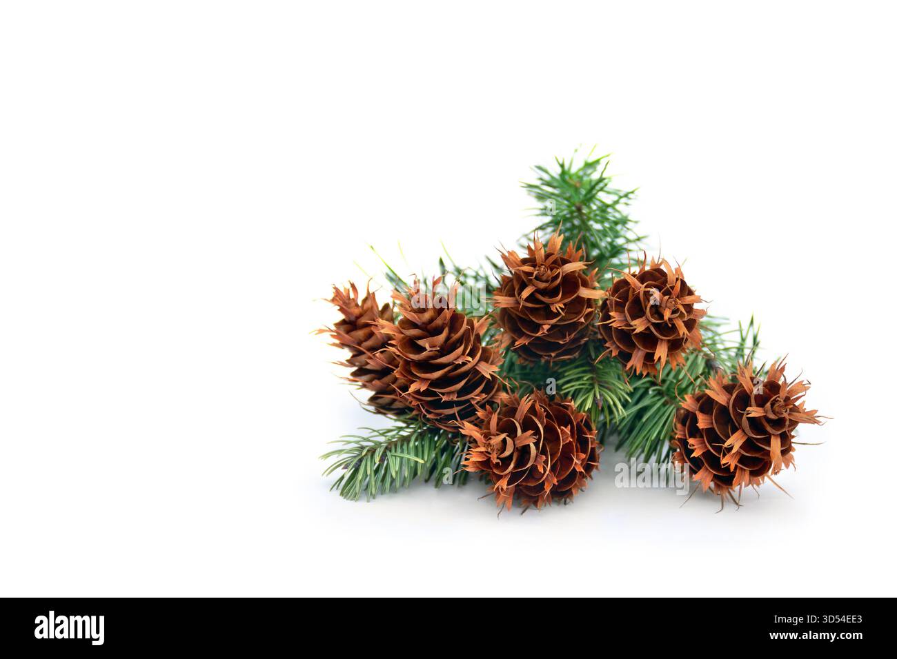 Coni e rami pino ( Pseudotsuga menziesii, abete di Douglas, abete di Douglas, albero di Douglas, pino dell'Oregon ) su sfondo bianco con spazio per il testo. Foto Stock