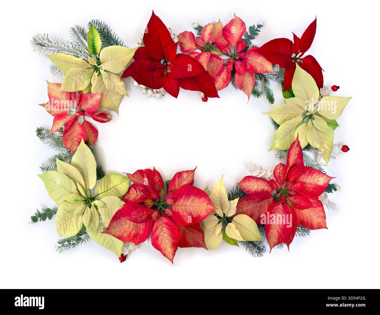 Decorazione natalizia. Fiori di poinsettia bianco giallo e arancio rosso arancio, albero di natale ramificato, mistero di bacche, bacche rosse Foto Stock