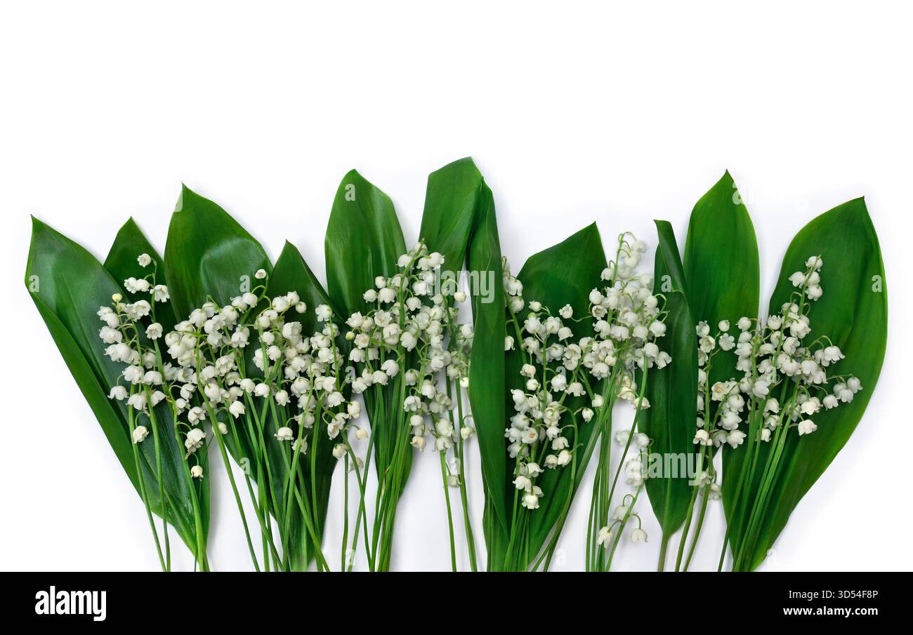 Fiori bianchi Giglio della valle (Convallaria majalis, campane di maggio, giglio) e foglie verdi su sfondo bianco con spazio per testo. Vista dall'alto, fl Foto Stock