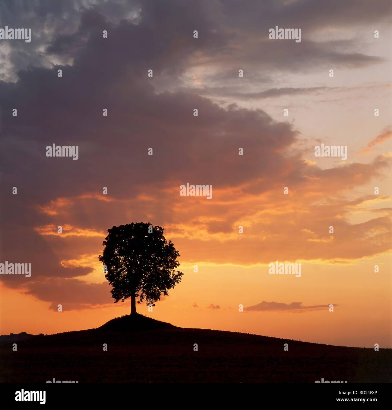 Un castagno si staglia sagomato su una piccola collina durante il crepuscolo. Il cielo mostra nuvole arancioni e grigie. Auvergne. Francia Foto Stock