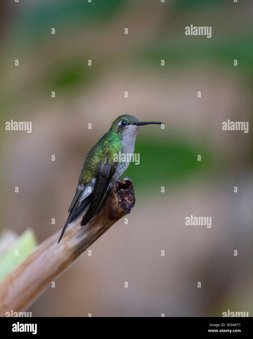 Lo smeraldo cubano è seduto su un pezzo di banana Tree, Cuba Foto Stock