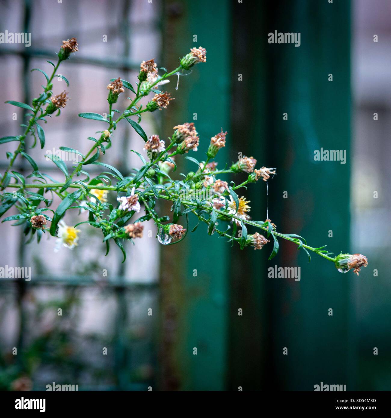 Un delicato ramo di piccoli fiori e boccioli di essiccazione si estende in avanti a Belgrado, ciascuna foglia e petalo toccati da gocce di pioggia fresche che brillano dolcemente Foto Stock