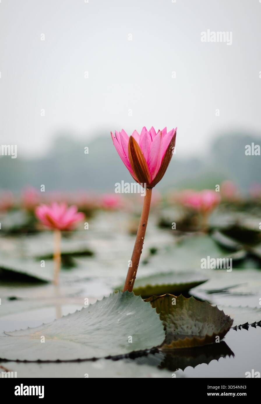 Un loto rosa solitario sorge sopra le calme acque paludose, un simbolo senza tempo di purezza e resilienza nei paesaggi rurali del Bangladesh. Foto Stock