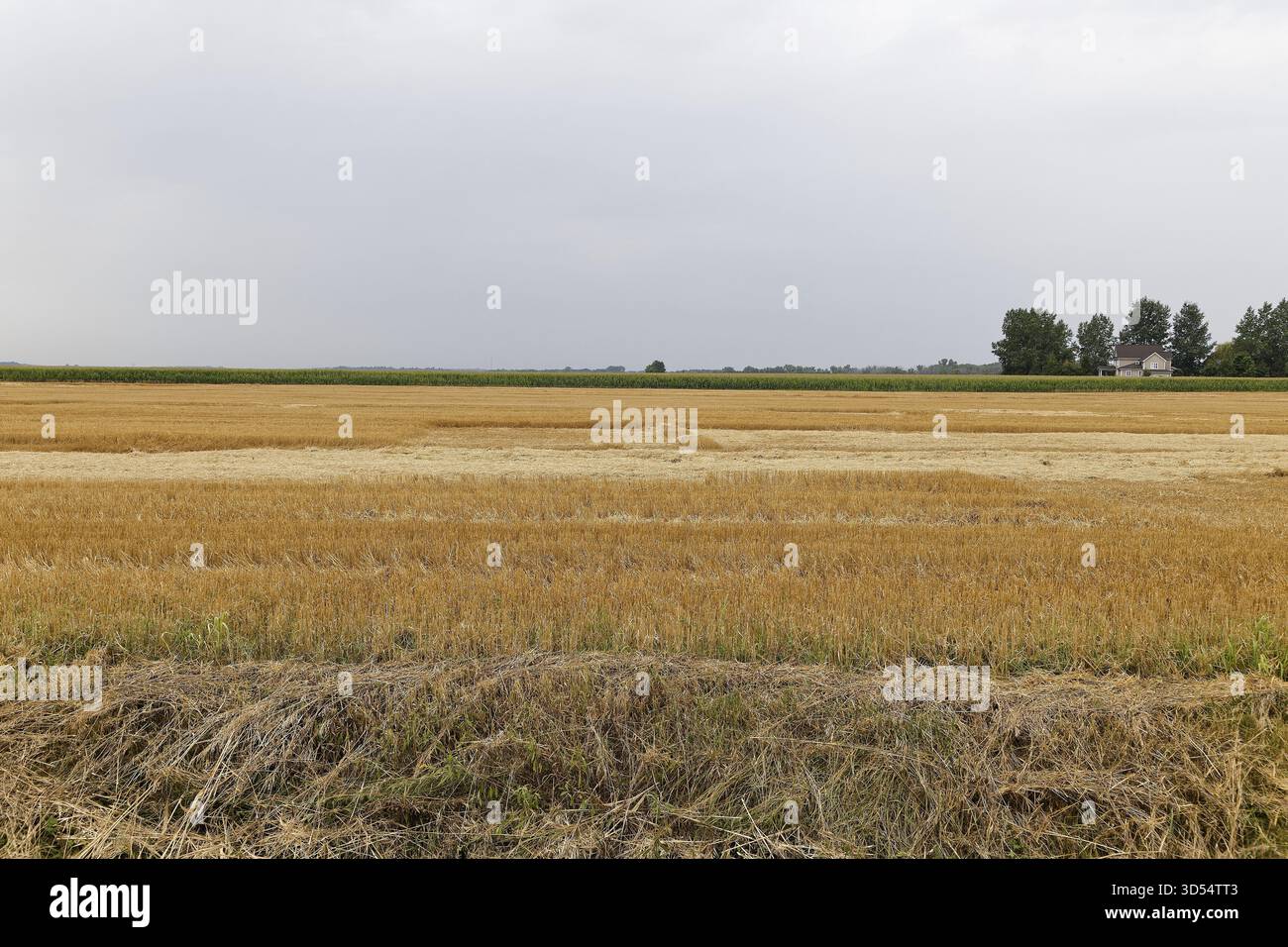 Agricoltura di terreni agricoli, campi di grano tagliato, provincia del Quebec, Canada Foto Stock
