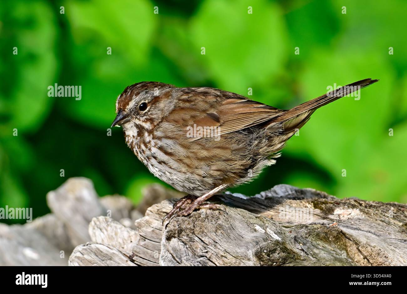 Un adulto Song Sparrow 'Melospiza melodia', che si allena da un pezzo di driftwood su una spiaggia sull'Isola di Vancouver Columbia Britannica Canada Foto Stock