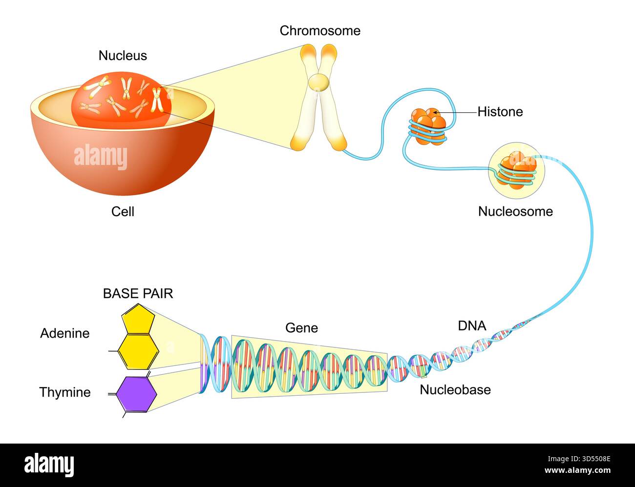 Struttura del DNA e confezionamento all'interno della cellula. Gerarchia del materiale genetico. Biologia molecolare. Illustrazione vettoriale Illustrazione Vettoriale