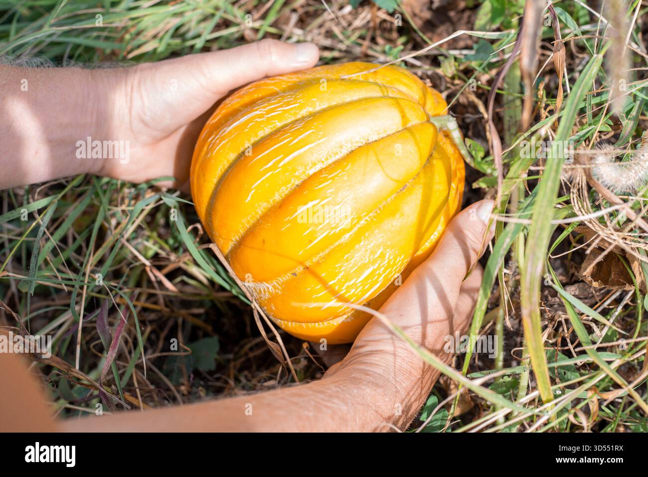 Un uomo controlla la maturità di un piccolo melone etiope. Raccolta in un campo di meloni. Foto Stock