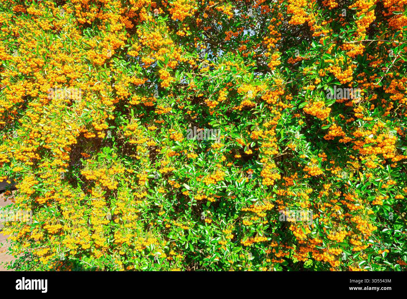 Immagine dettagliata di una siepe di Firethorn o Pyracantha piena di vivaci frutti di arancia Foto Stock