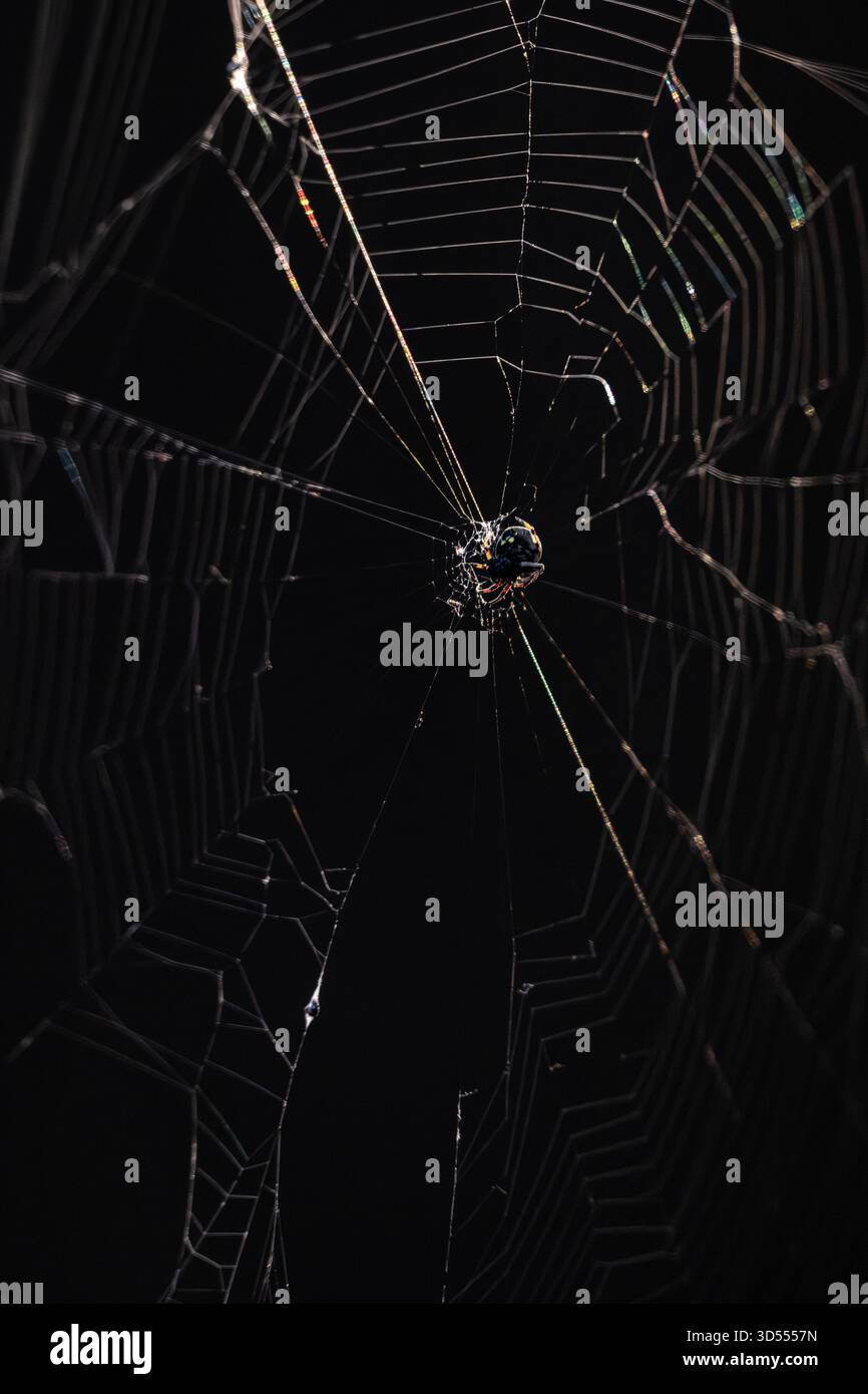Spider seduto sul Web di notte con retroilluminazione Foto Stock