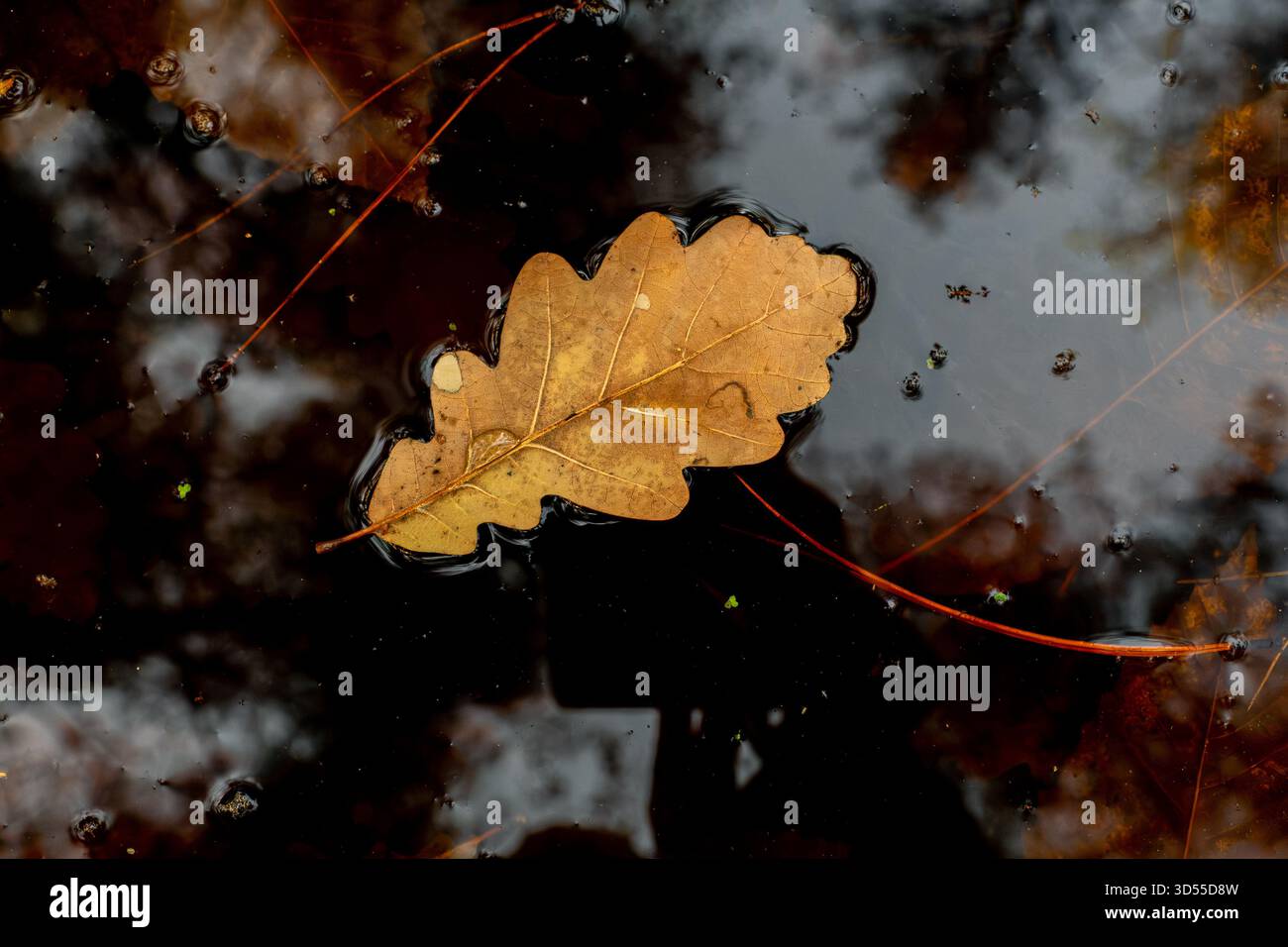 Foglia di quercia inglese galleggiante sulla superficie di un laghetto boschivo. Foto Stock
