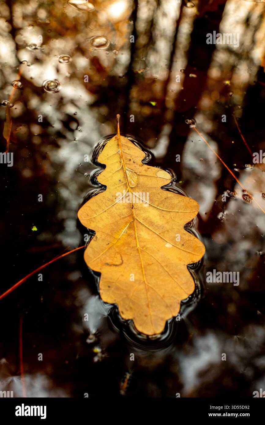 Foglia di quercia inglese galleggiante sulla superficie di un laghetto boschivo. Foto Stock
