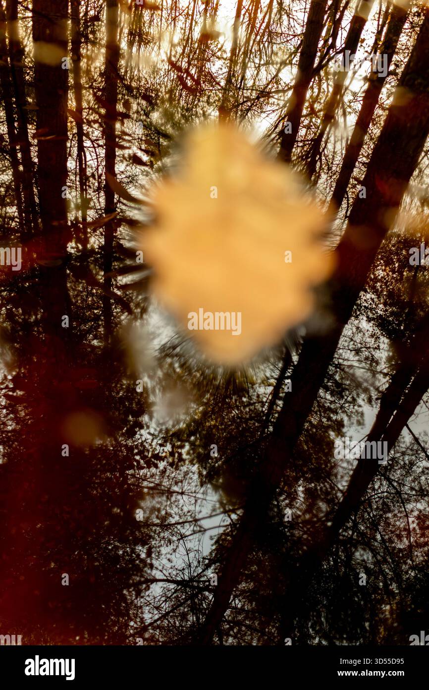 Foglia di quercia inglese galleggiante sulla superficie di un laghetto boschivo. Foto Stock