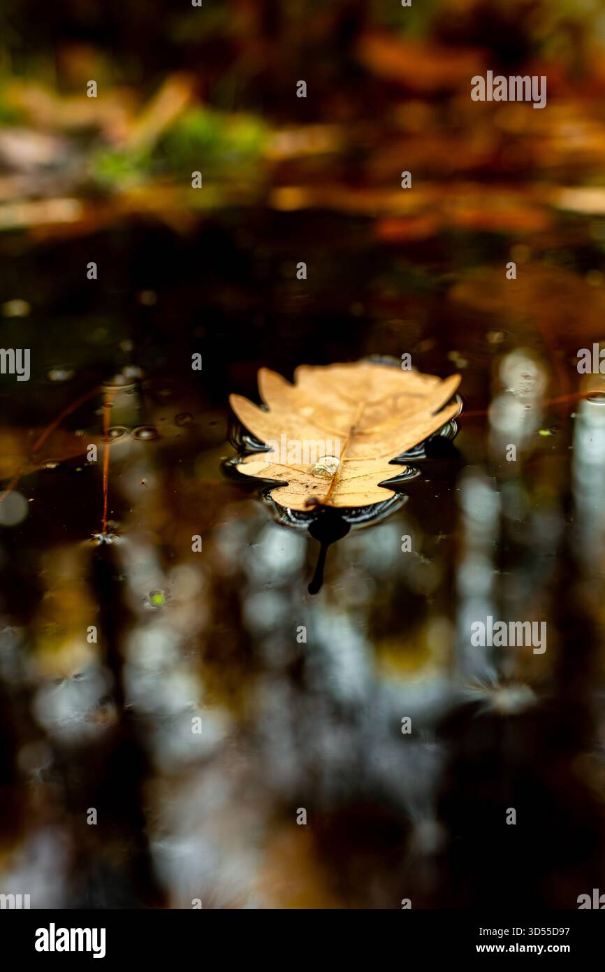 Foglia di quercia inglese galleggiante sulla superficie di un laghetto boschivo. Foto Stock
