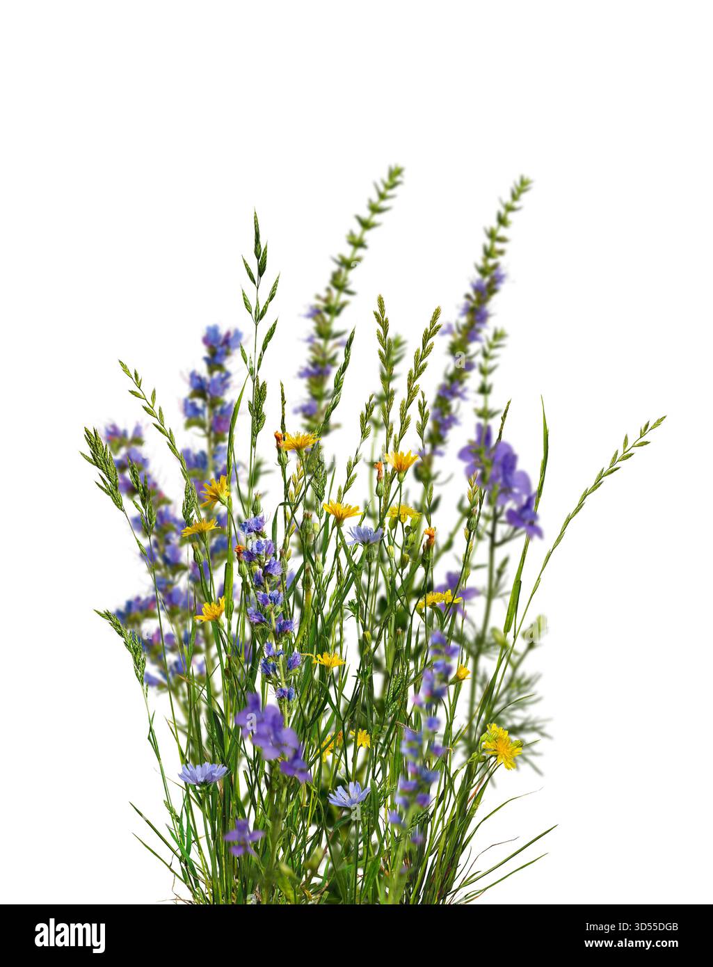 In estate, mazzo di fiori selvatici ed erbe aromatiche isolate su sfondo bianco. Fiori selvatici gialli e blu, erba verde con spikelets. Foto Stock